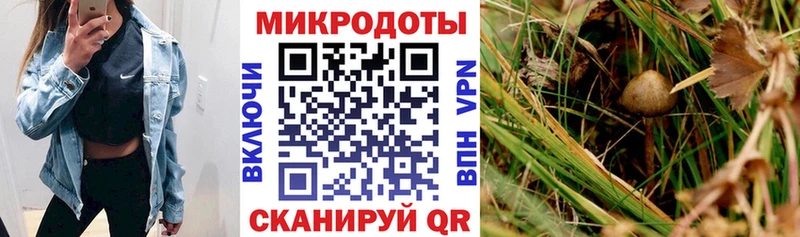 Псилоцибиновые грибы Cubensis купить наркотики сайты Мелеуз